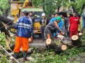 13 Pohon Tumbang Akibat Hujan Lebat dan Angin Kencang di Kabupaten Gowa 
