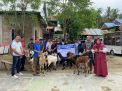 Bantuan Ternak Kambing PE/Persilangan PE: Upaya Pemprov Sulbar Meningkatkan Kesejahteraan Peternak