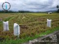 Panen Raya Pertama Setelah Puluhan Tahun, Petani Buttu Pana Rasakan Manfaat Irigasi Merata