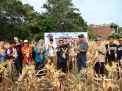 Sinergi Unhas dan Pemkot Parepare Kini Panen Perdana Jagung Jago, Dorong Produktivitas Pertanian dan Kesejahteraan Masyarakat