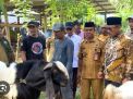 Capaian Gemilang Program Bantuan Kambing Pemprov Sulbar dalam Setengah Tahun, 25 Persen Sudah Produktif