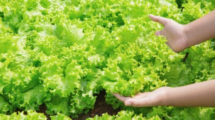 Terpeleset Air Selada di Supermarket, Pria di Jepang Menang Tuntutan Rp2,7 M