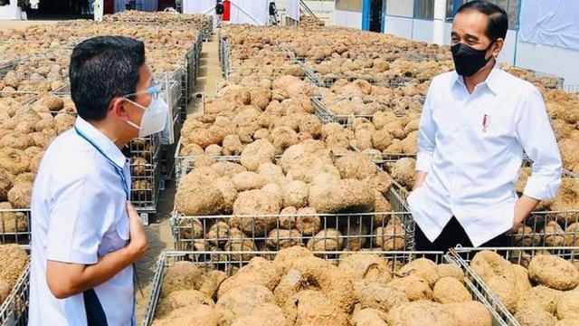 Guru Besar IPB Ingatkan Jokowi Hati-hati Dorong Budidaya Porang, Karena Harganya Bisa Jatuh
