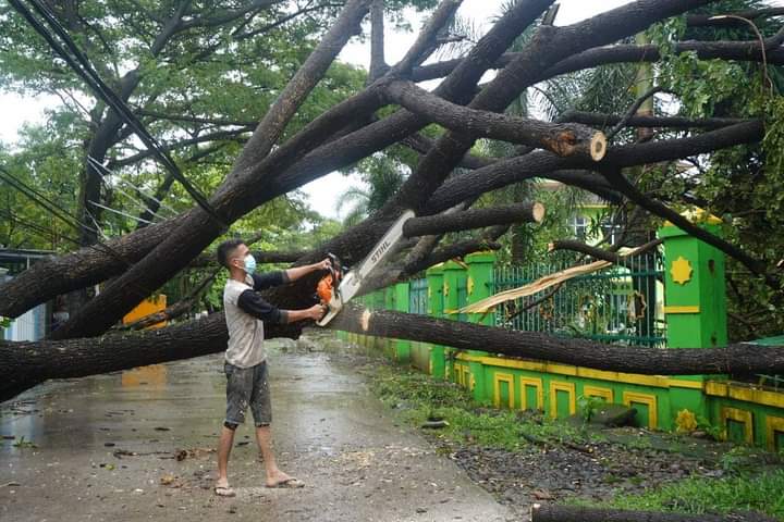 Kota Makassar Diguyur Hujan dan Angin Kencang Akibatkan Pohon Tumbang di 15 Lokasi 