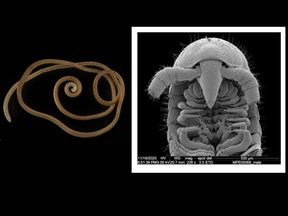 Kaki Seribu Terpanjang dengan Jumlah Kaki Terbanyak Ditemukan di Australia