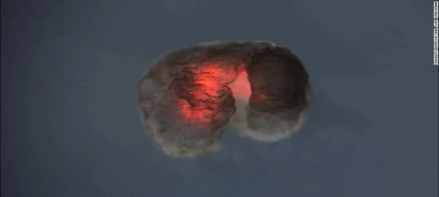 Teknologi Makin Maju, Ilmuwan Berhasil Ciptakan Robot yang Bisa Bereproduksi