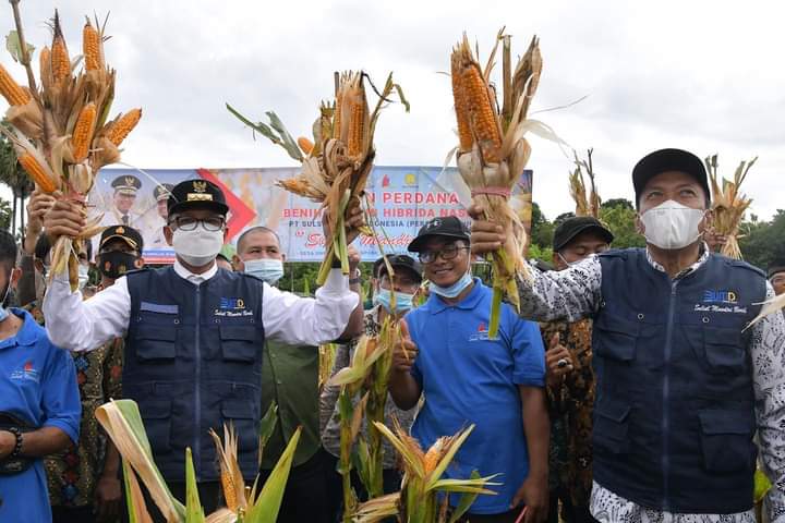 Nurdin Abdullah bangga Bone Bisa Produksi Benih Unggul Jagung Hibrida