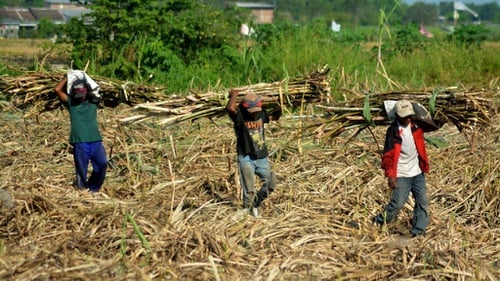 Dinilai Merugikan, Petani Tebu Akan Datang ke Jakarta untuk Demo Tolak PPN Sembako