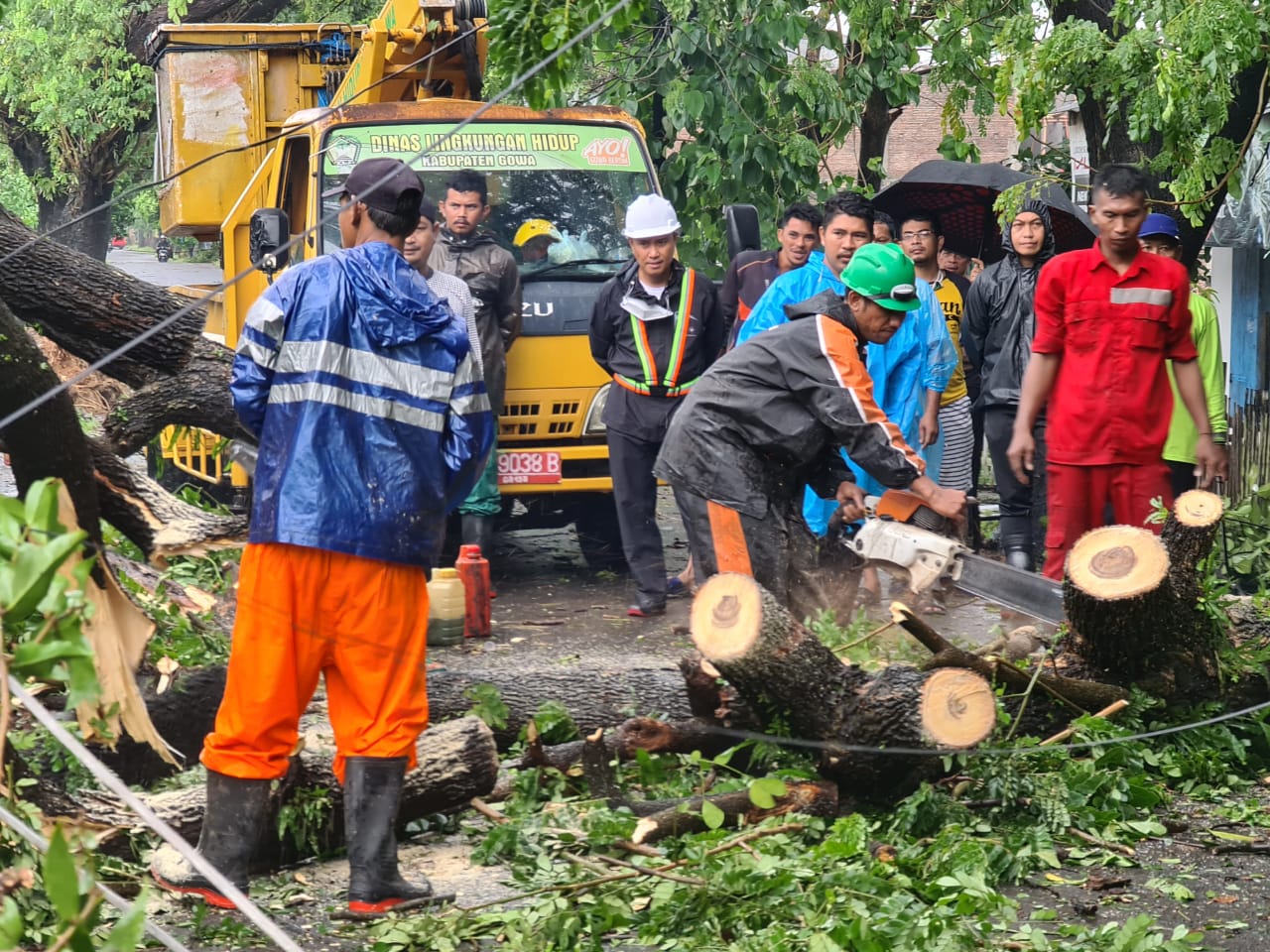 13 Pohon Tumbang Akibat Hujan Lebat dan Angin Kencang di Kabupaten Gowa 