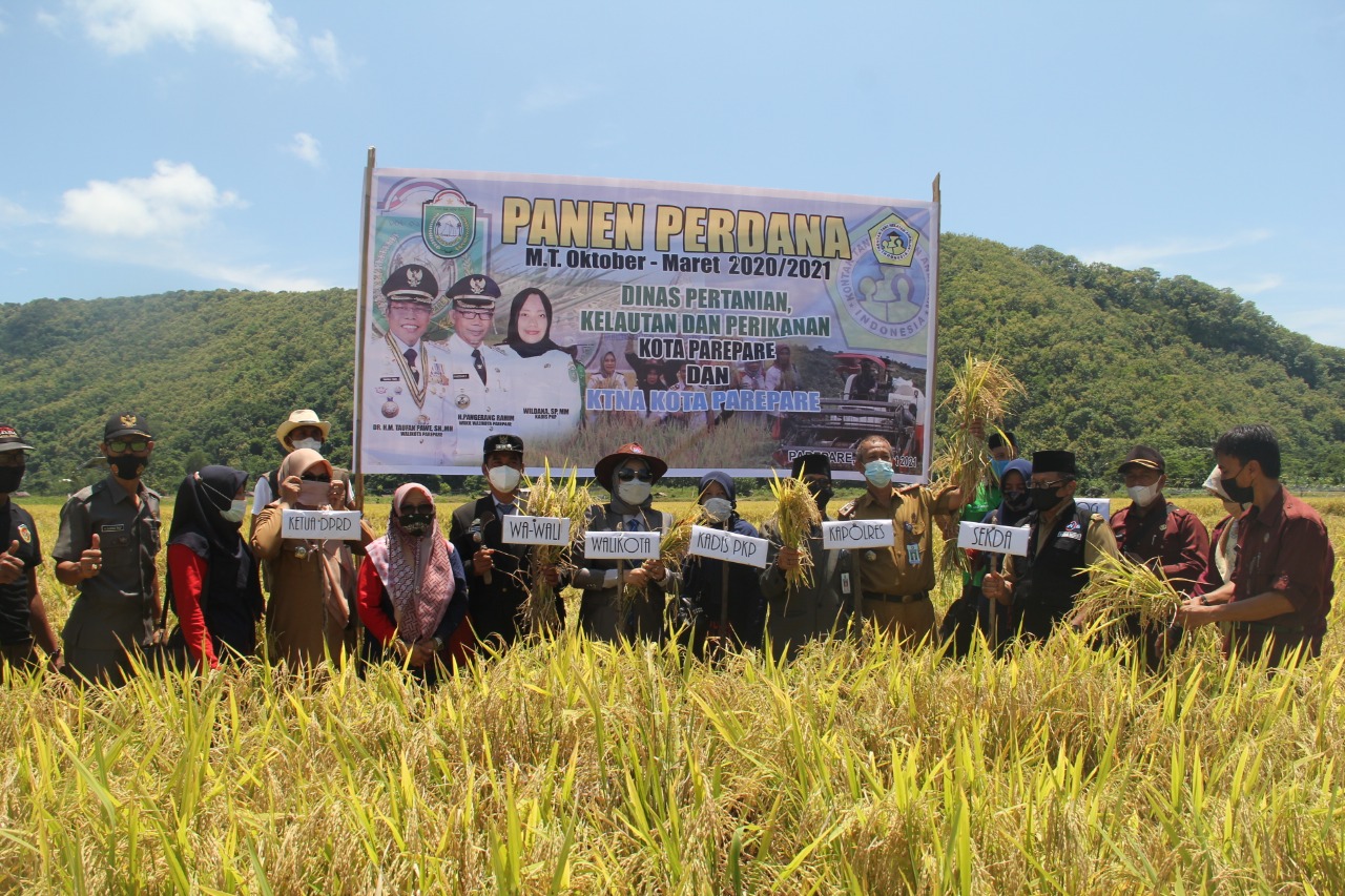 Dinas PKP Dorong Pelestarian Mappadendang Lewat LP2B, Pertanian Parepare Semakin Maju