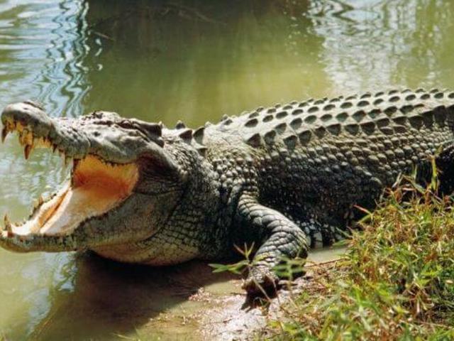 Ngeri..Ketua DPRD Digigit Buaya saat Berada di Kebun Sawitnya