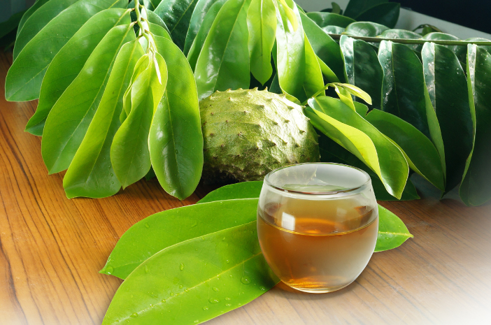Minum Ramuan Daun Sirsak, Produksi Sperma Makin Aktif