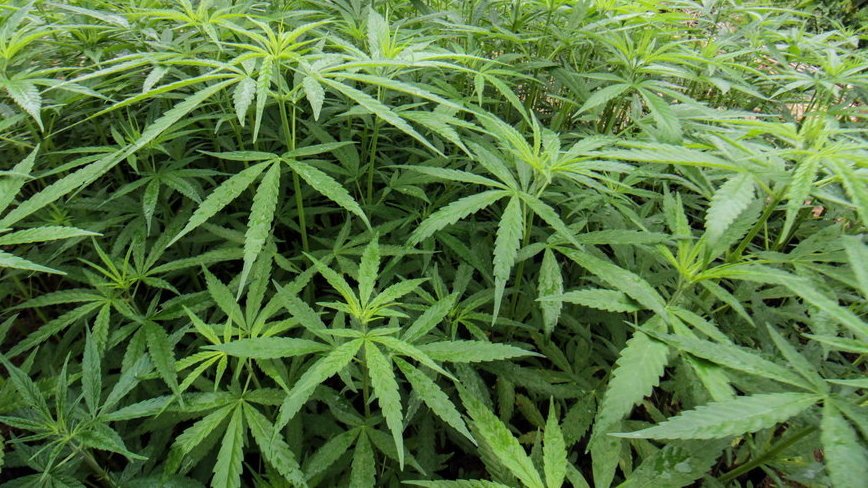 Pakar Farmasi Sebut Ganja Memang Bisa Dikembangkan Sebagai Obat