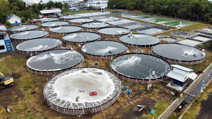 Keren! Budidaya Udang Vaname Kini Pakai Teknologi Canggih