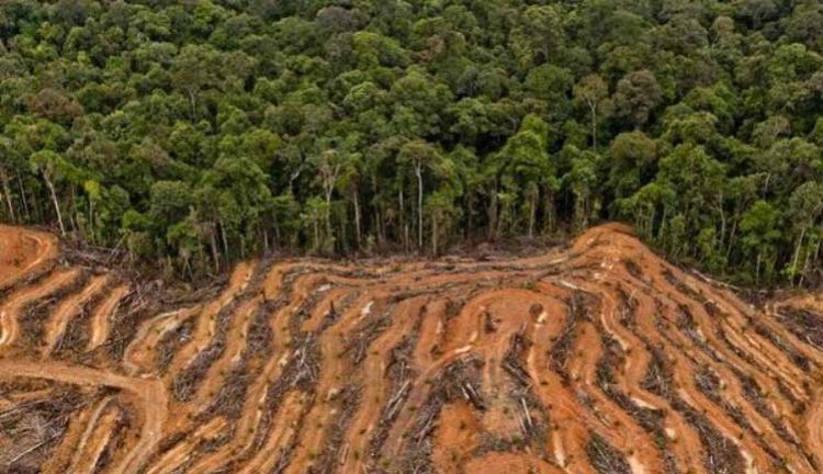 Menteri LHK Nyatakan Boleh Deforestasi, Walhi: Itu Berbanding Terbalik dengan Data 10 Tahun Terakhir dari KLHK Sendiri
