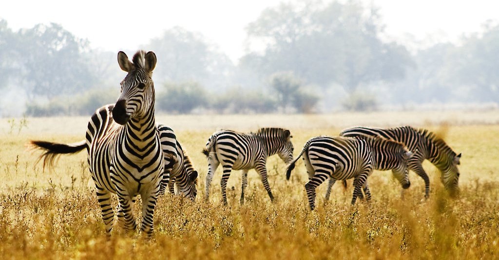 Zebra Memiliki Warna Belang Hitam-Putih di Tubuhnya, Ini Penjelasannya