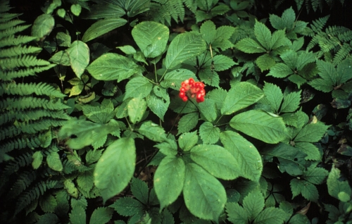 Ini 5 Ramuan Herbal yang Disebut Bisa Tingkatkan Vitalitas Pria