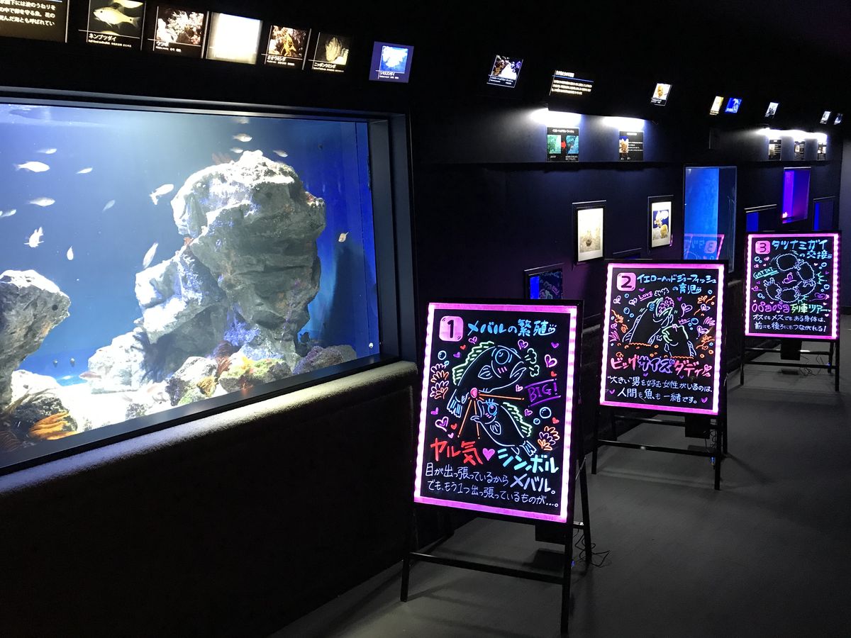 Ingin Lihat Hewan Laut Kawin? Silakan Berkunjung ke Akuarium Ini