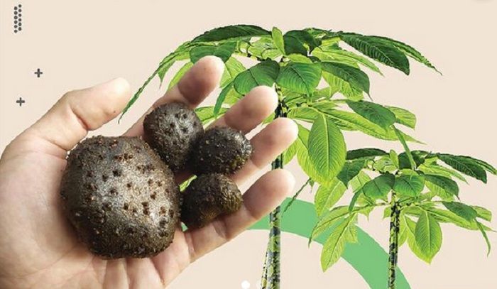 Manfaatkan Lahan Gambut, Hasil Panen Petani Porang di Kalbar Rp560 Juta