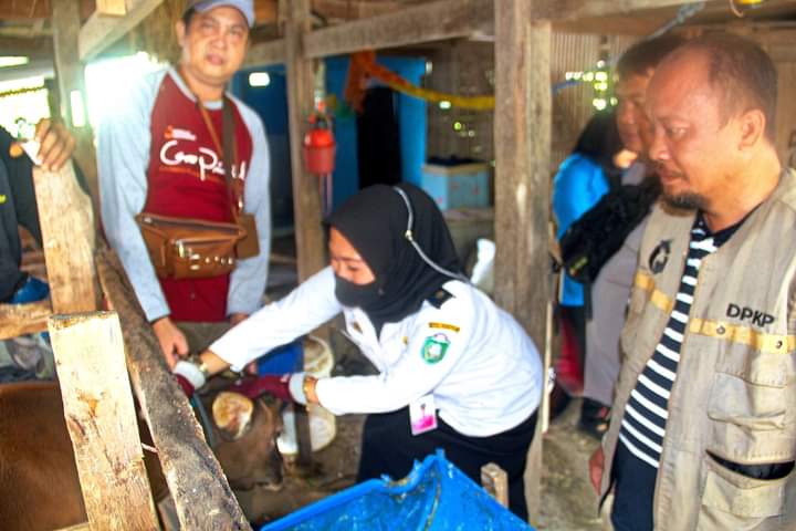 Prospektif, Ternak Sapi Potong di Parepare Capai 5418 Ekor, Tim Satgas PMK Siaga 24 Jam