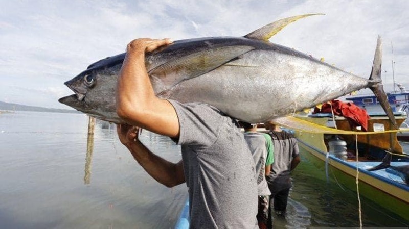 Selain Populer, Daging Ikan Tuna Juga Banyak Manfaatnya