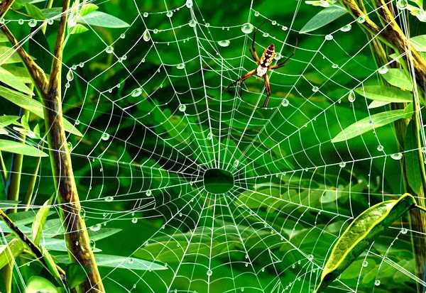 Kerja Sama Seniman, Ilmuwan Berhasil Terjemahkan Jaring Laba-laba Menjadi Musik