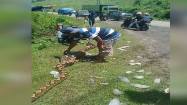 Geger Ular Piton 7 Meter Makan Sapi dan Kambing Warga di Enrekang