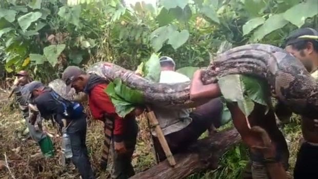 Heboh Warga Sultra Temukan Ular Piton Raksasa, Telurnya Satu Karung 