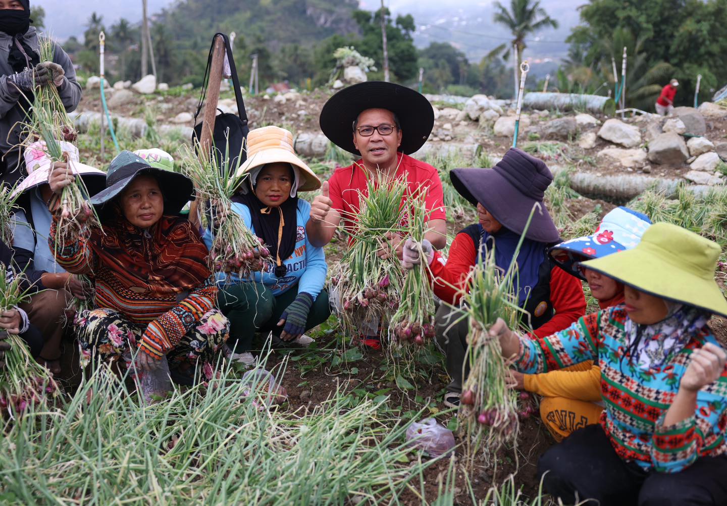Panen Bawang Merah Bersama Petani di Anggeraja, Danny Pomanto Berharap Kesejahteraan Petani Meningkat