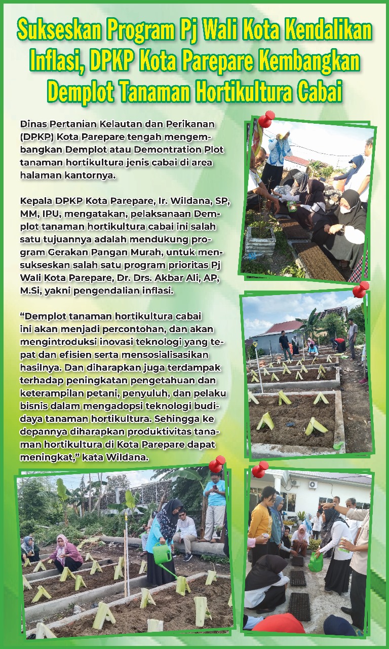 Sukseskan Program Pj Wali Kota Kendalikan Inflasi, DPKP Parepare Kembangkan Demplot Tanaman Hortikultura Cabai 