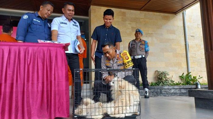 Bocah 14 Tahun Tiba-tiba Punya 3 HP dan 23 Anjing Ras, Ternyata Curi Uang Pamannya Rp127 Juta di Lemari