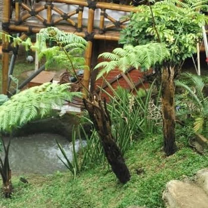 Gunakan 9 Tanaman ini Untuk Cegah Banjir, Karena Merupakan Penyerap Air yang Baik