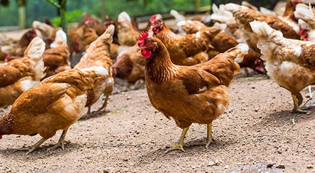 Kabar Gembira! Ilmuwan Temukan Sistem Pertahanan dalam Tubuh untuk Tangkal Flu Burung