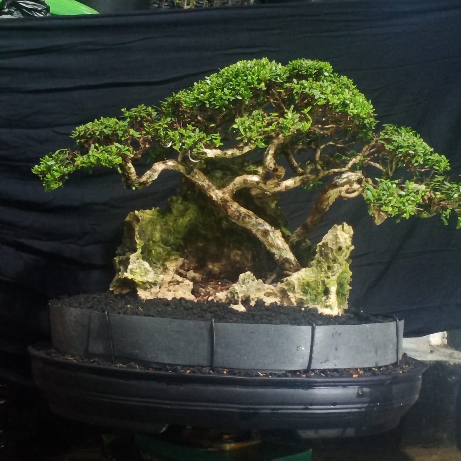 Komunitas Bonsai Mamuju Terbentuk