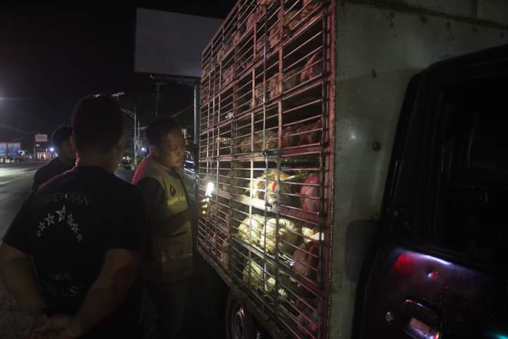 Taufan Pawe Apresiasi Gerak Cepat DPKP Parepare Perketat Pengawasan Lalu Lintas Ternak 