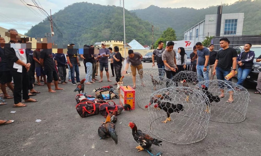 41 Orang Pelaku Judi Sabung Ayam Ditangkap di Gorontalo, 20 Ekor Ayam dan 29 Motor Turut Diamankan