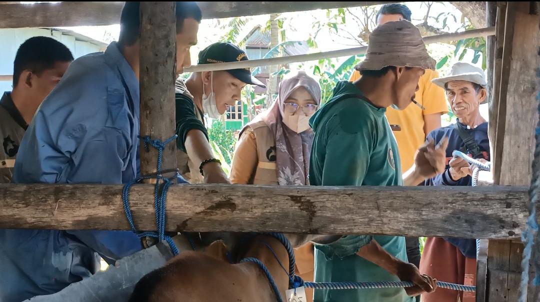 Pemkot Parepare Perketat Pengawasan Hewan Ternak Jelang Hari Raya Idul Adha