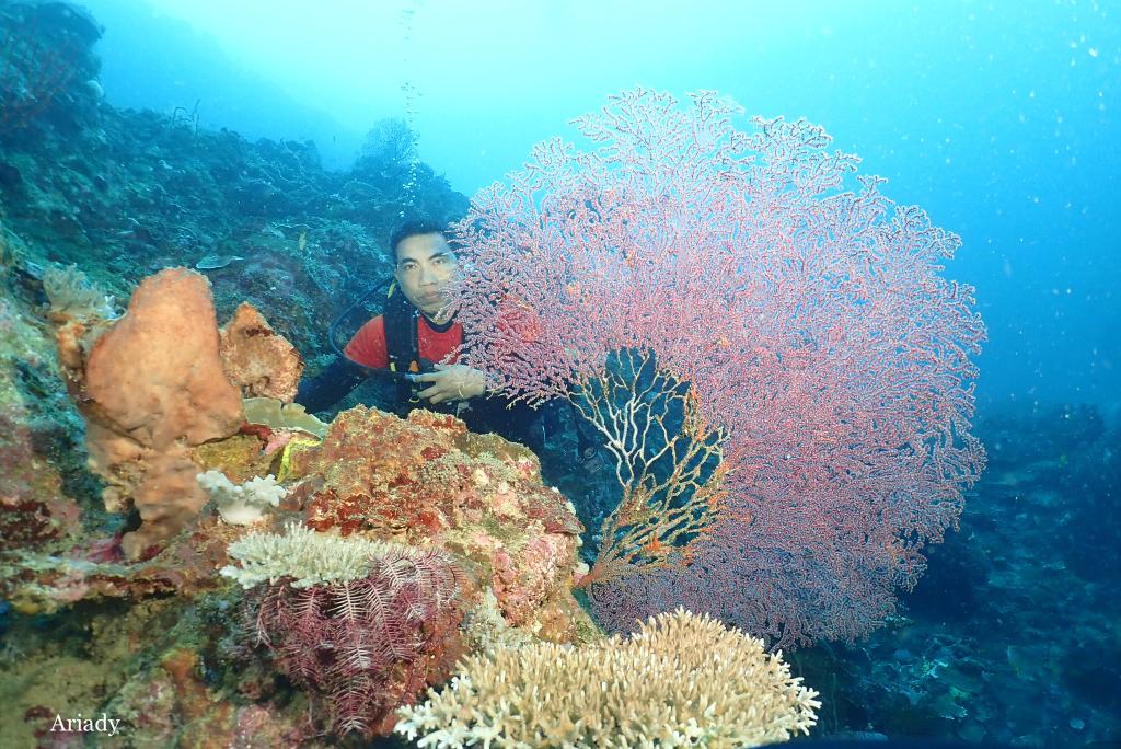 BNNP Sulbar Siap Dukung Pengembangan Wisata Bawah Laut Karampuang