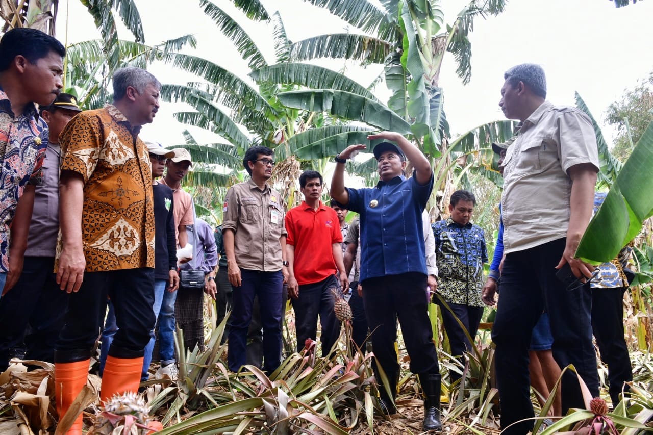 Kunker di Pinrang, Pj Gubernur Bahtiar Berkunjung ke Kampung Pisang, Sekaligus Perlihatkan Cara Cepat Perbanyak Anakan