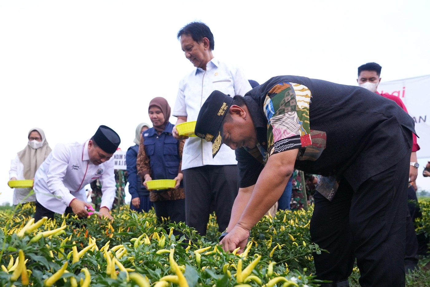 Bagian Upaya Tekan Inflasi, Pemprov Sulsel Bersama Pemkab Wajo Panen Raya Cabe di Sawah Tadah Hujan