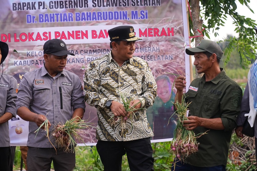El Nino Sebabkan Produksi Bawang Merah Berkurang, Pemprov Sulsel Bakal Bantu Sumur Bor Petani Enrekang