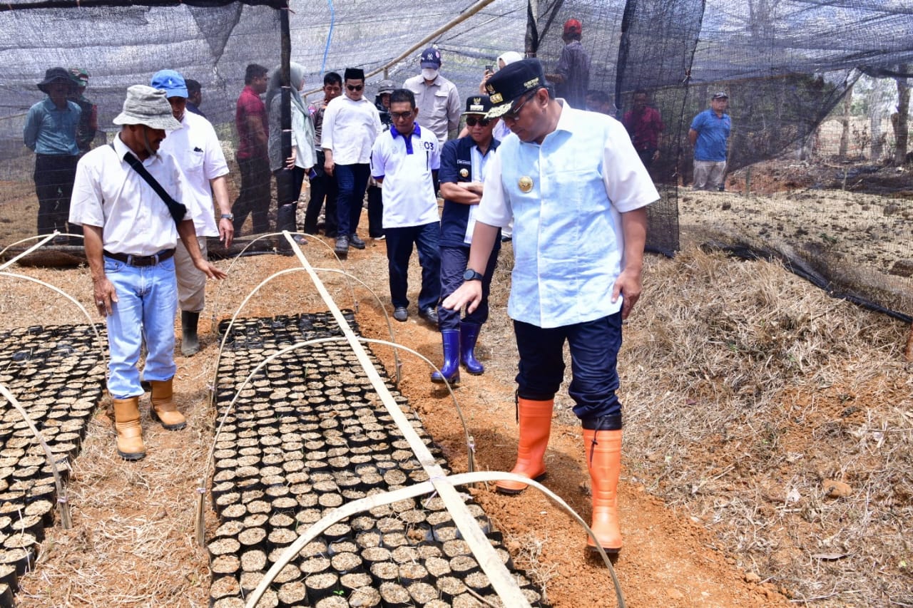 Lapangan Kerja Baru bagi Warga Mare, Dipekerjakan di Sentra Pembibitan Pisang Cavendish Bone