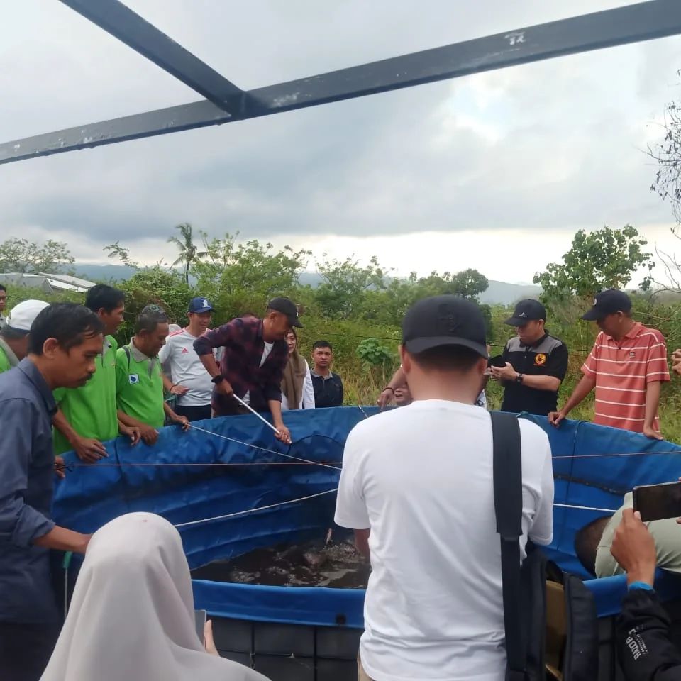 Panen Udang di Bacukiki, Ikan Nila di Ujung, Pj Wali Kota Akbar Ali Optimis Sektor Perikanan Parepare Berkembang 