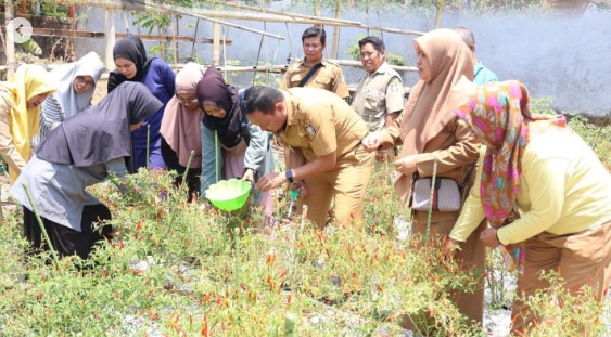 KWT Melati Kelurahan Bangkala Panen Cabai, Kepala DKP Makassar Turut Hadir
