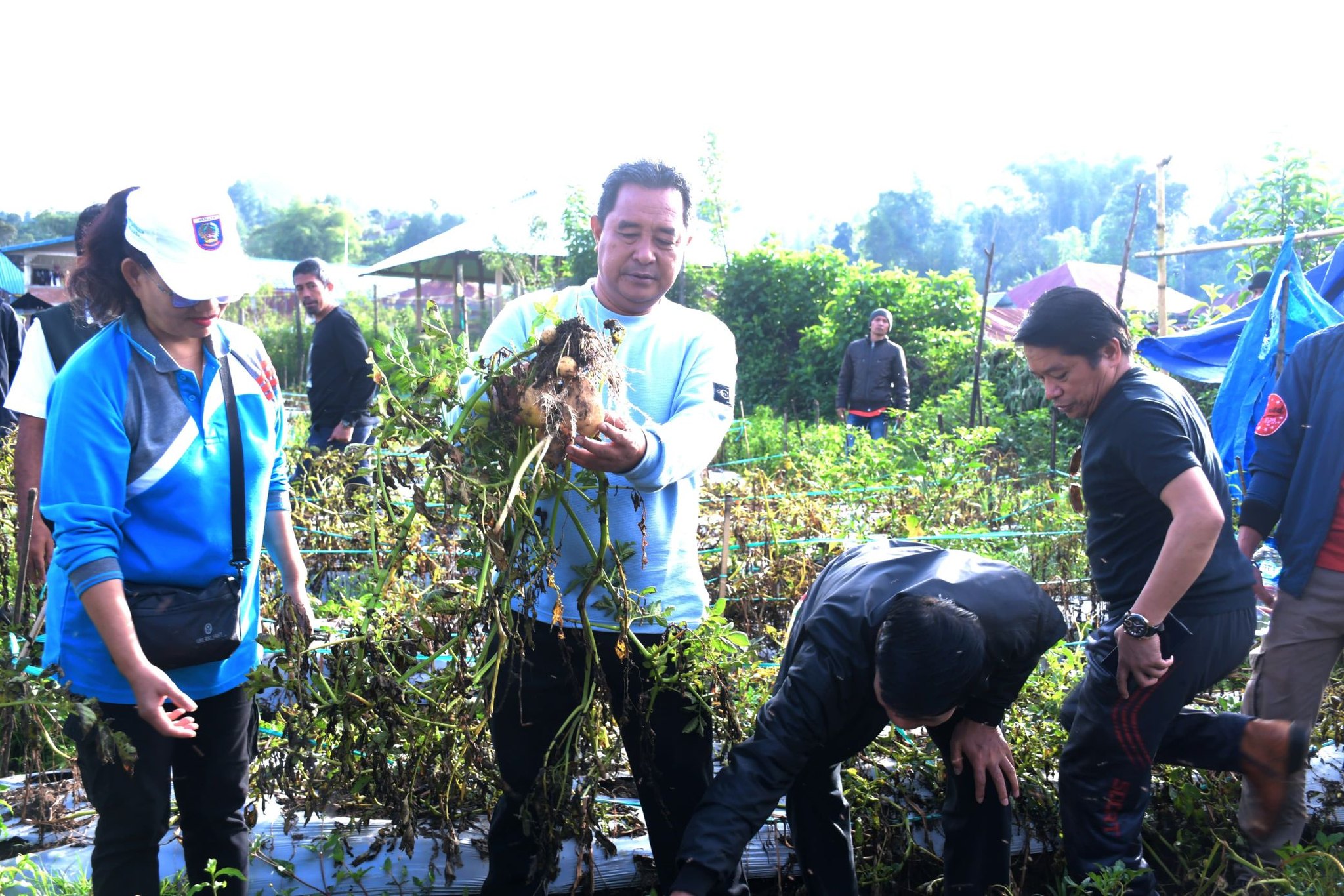 Pemprov Sulbar Akan Bagi Bibit Hortikultura Gratis, Demi Peningkatan Kesejahteraan Masyarakat