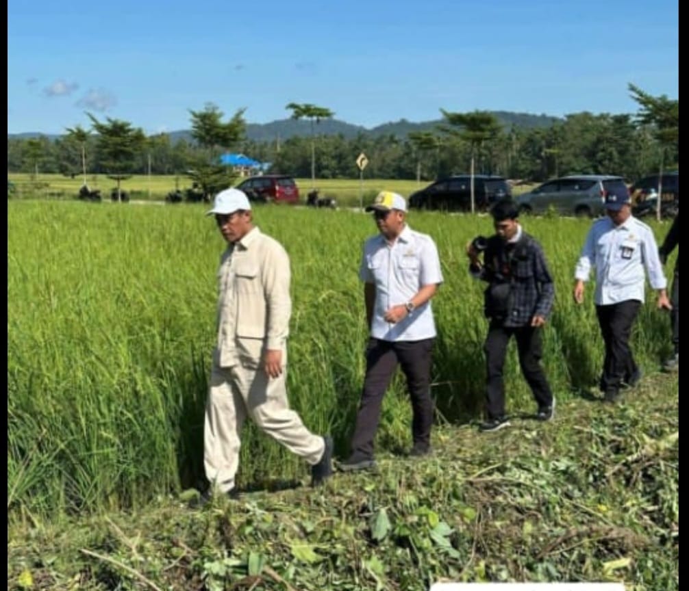 Mentan Amran Menelusuri Jaringan Irigasi di Konawe Demi Swasembada 