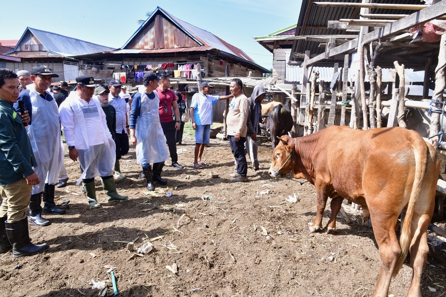 Inseminasi Buatan Digenjot di Wajo, Penjualan Sapi Jauh Lebih Mahal