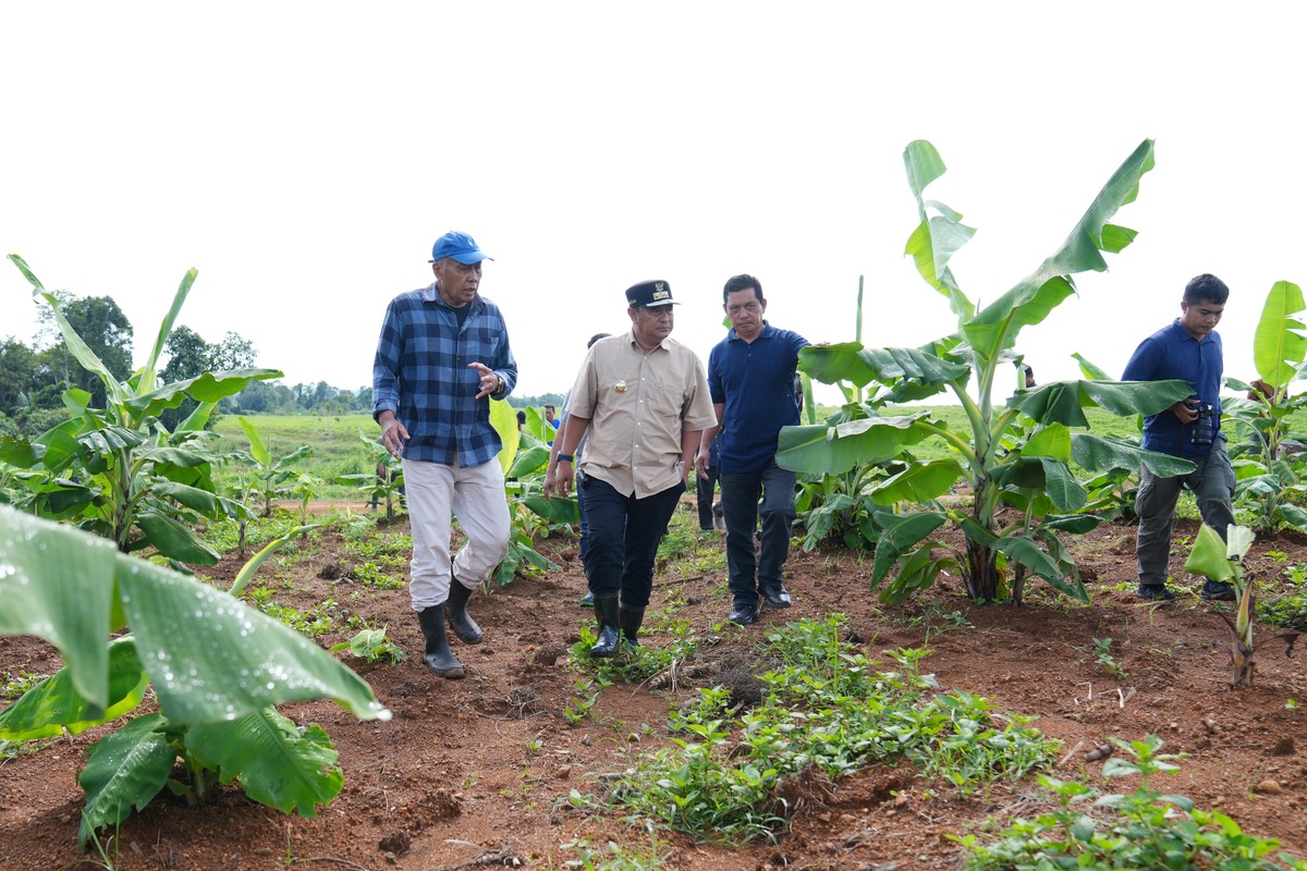 Perjuangan Tidak Sia-sia, Empat Bulan Lagi Pisang Cavendish di Mare Akan Dipanen