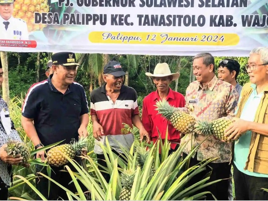 Di Wajo, Bahtiar Dorong Desa Palippu Kembali Jadi Penghasil Nanas Terbesar di Sulsel