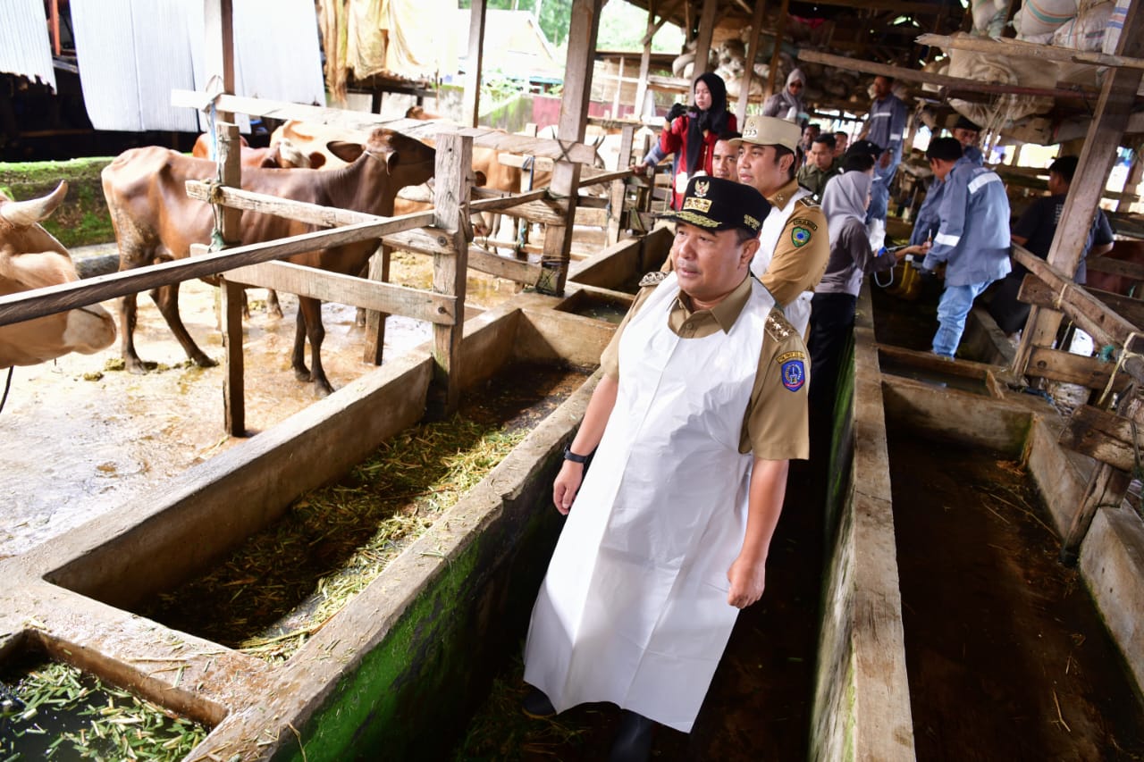 45 Sapi Lokal Diinseminasi Gunakan Sperma Simental dan Limosine, Untuk Peningkatan Populasi